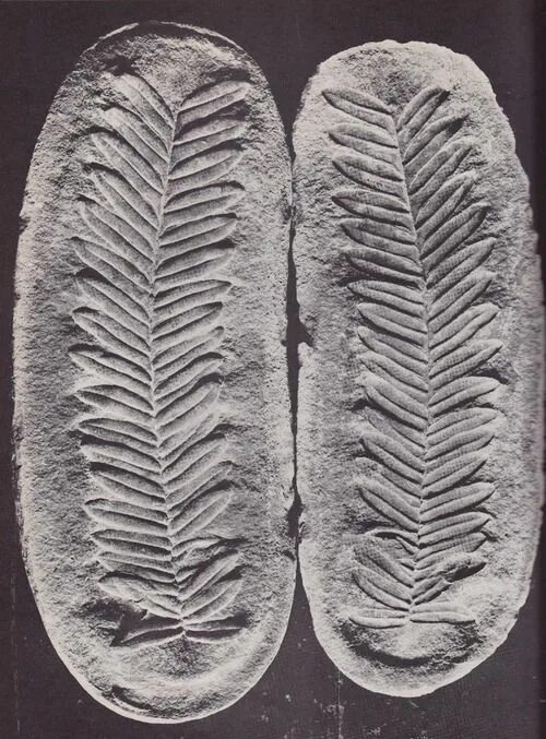 Палеоботаника. Окаменелости Отпечатки папоротников. Палеонтология и палеоботаника. Древние окаменелости растений.