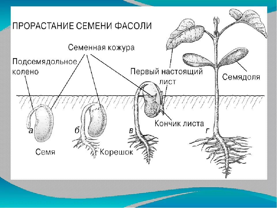 Первым из семени появляется. Схема прорастания семян тыквы. Прорастание семян рисунок с подписями. Корневая система проростка фасоли. Схема прорастания растения.