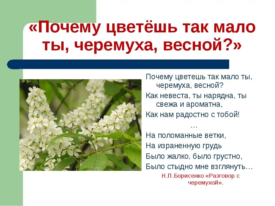Почему цветущий