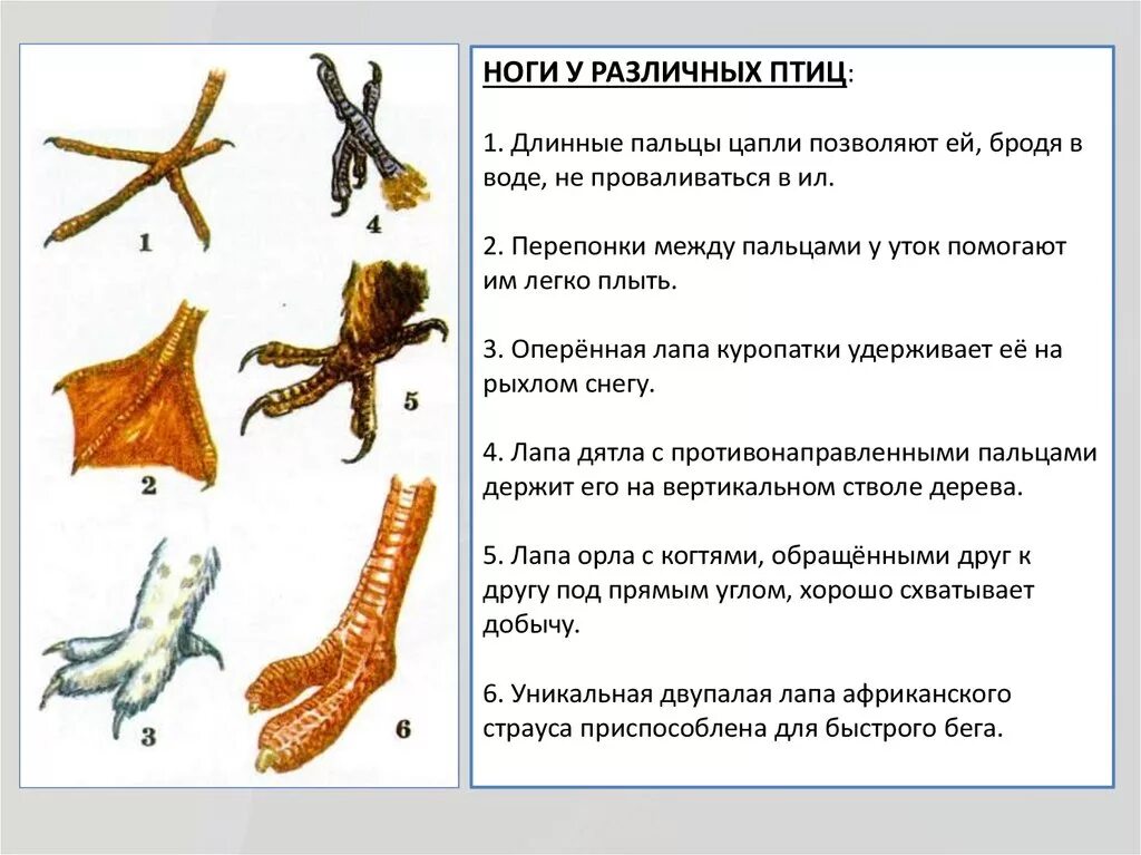 Особенности передних конечностей у птиц. Виды конечностей птиц. Класс птицы Aves презентация. Лапы птиц. Сколько конечностей у птиц.