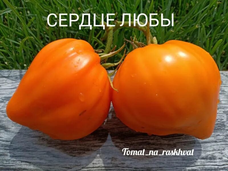 Томат сердце любы описание. Томат сердце любы описание. Сердце любы. Томат сердце любы. Томат сорт лискин нос.