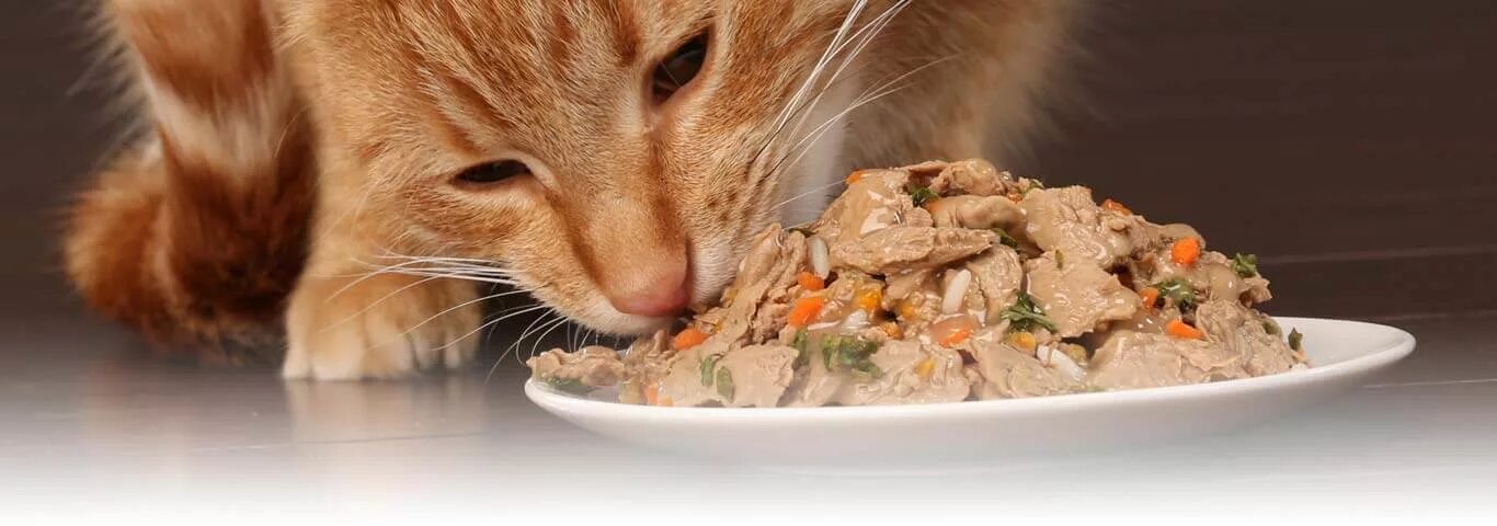 Что ест кошка в домашних условиях. Еда для кошек. Рыжий кот кушает. Котик кушает. Еда для котят.