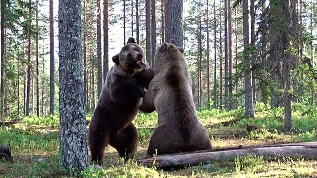 Покажи видео про медведей. Медвежьи бои. битва медведей. медвежата дерутся. медведь дерется против двоих.
