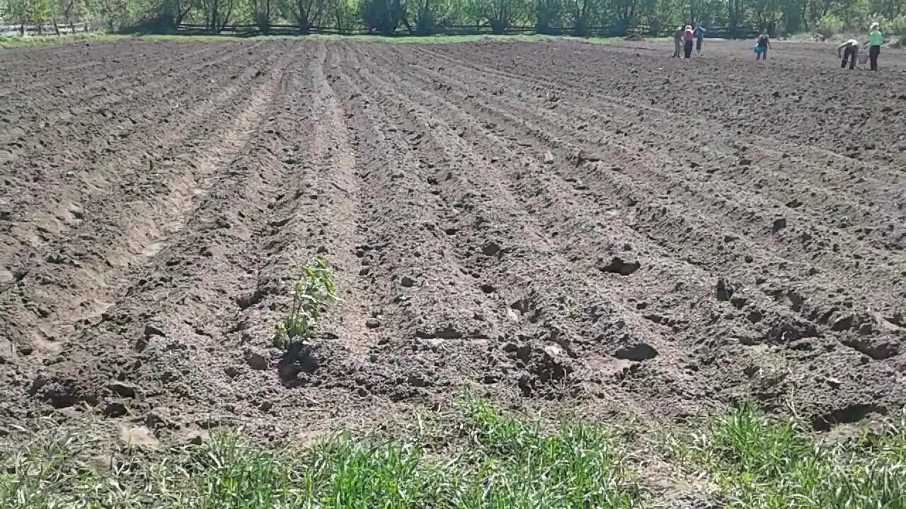 Когда в этом году посадить картошку. Картошка в огороде. посадка картофеля. огород под картошку. гряды для картофеля.