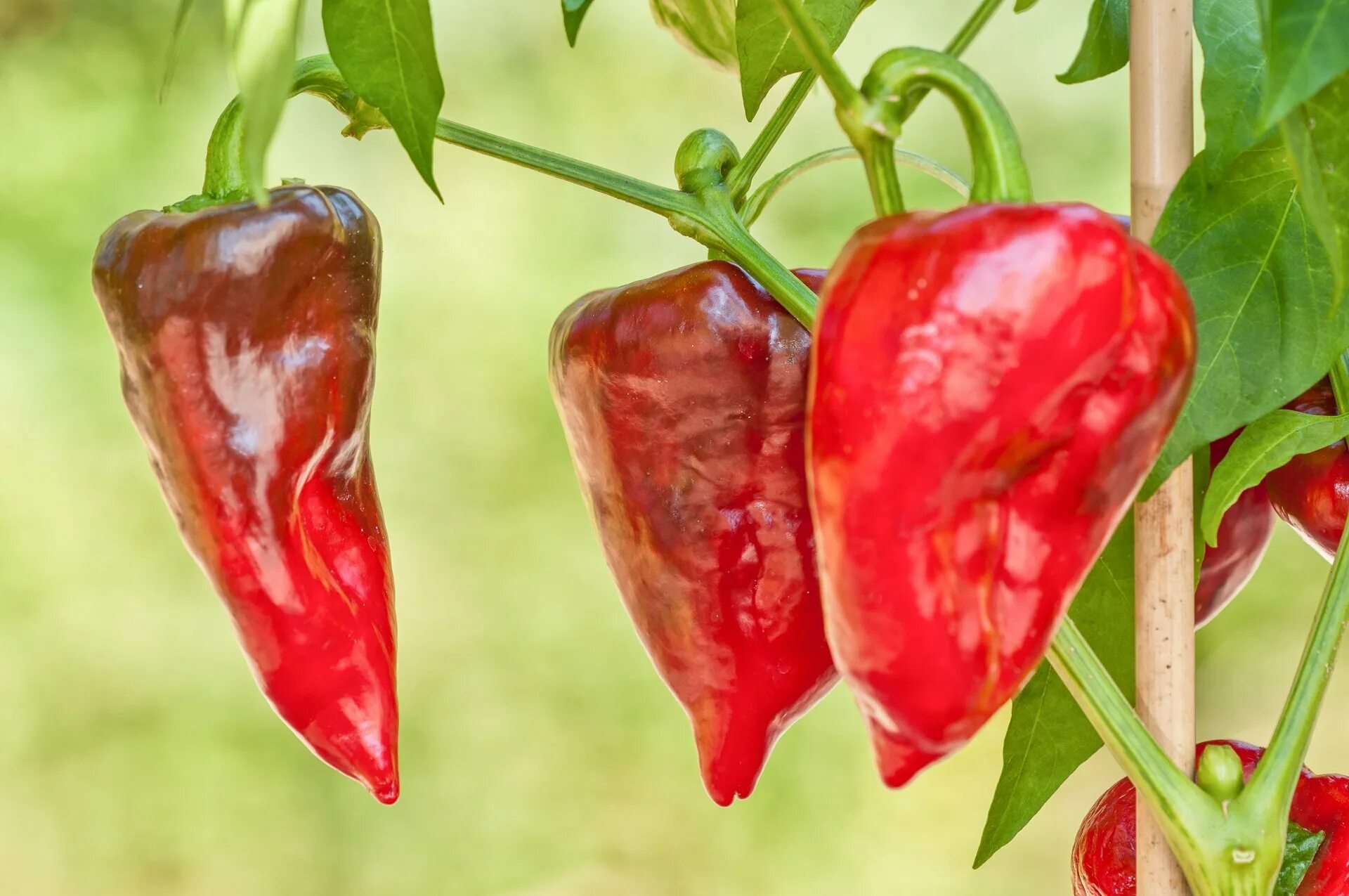 Покажи сладкий перец. Перец Capsicum annuum. Capsicum annuum сладкий перец. Перец сладкий Севилья f1.