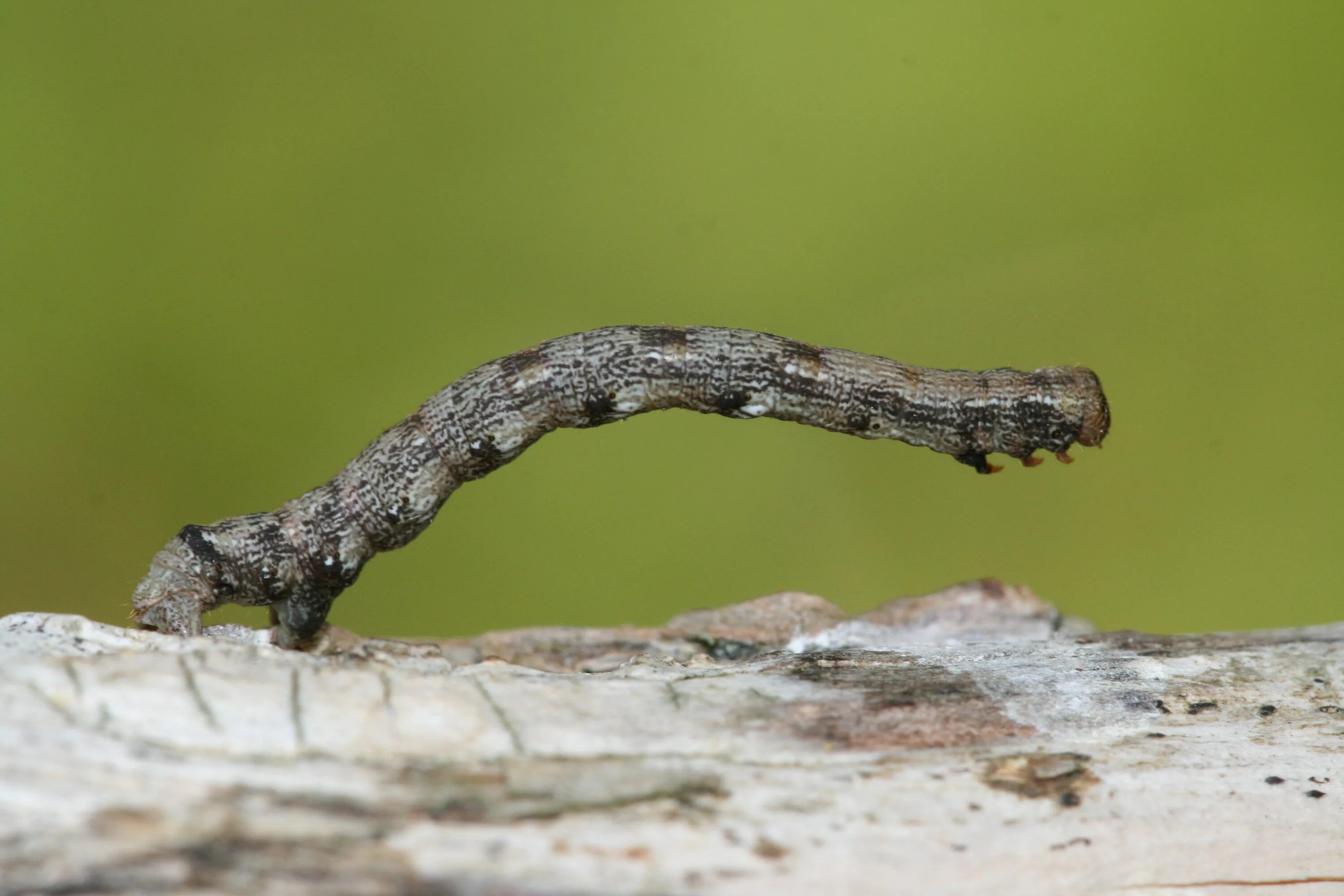 Agriopis marginaria. Agriopis marginaria гусеница. Бабочка Пяденица Agriopis marginaria. Мимикрия. Гусеница бабочки пяденицы живет на ветвях