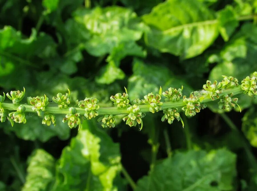 цветение свеклы. соцветие свеклы. соцветие свеклы. соцветие свеклы. соцветие свеклы.