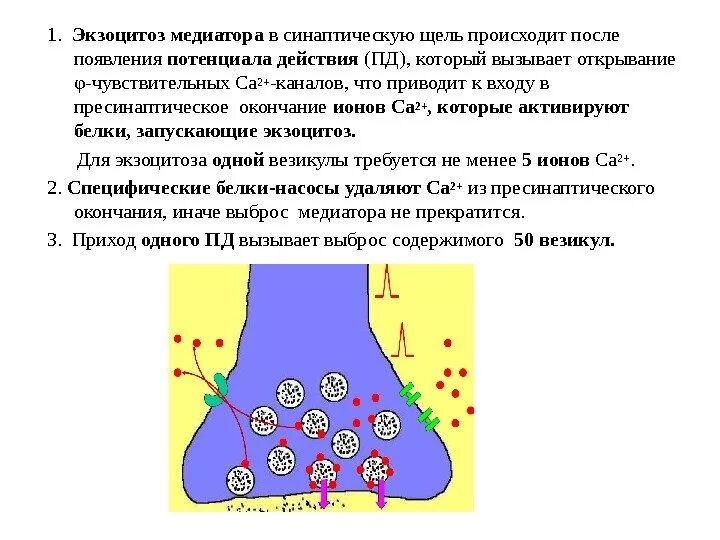 Процесс высвобождения медиаторов. Медиатор картинка для детей. Медиатор коллекционный алиса. Выход медиатора. Симпатолитики.