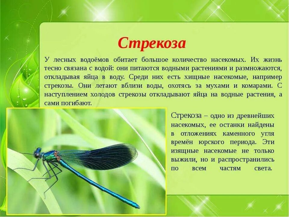 Насекомые с описанием. Сообщение о насекомых. Доклад на тему насекомые. Насекомые окружающий мир. Текст про насекомых