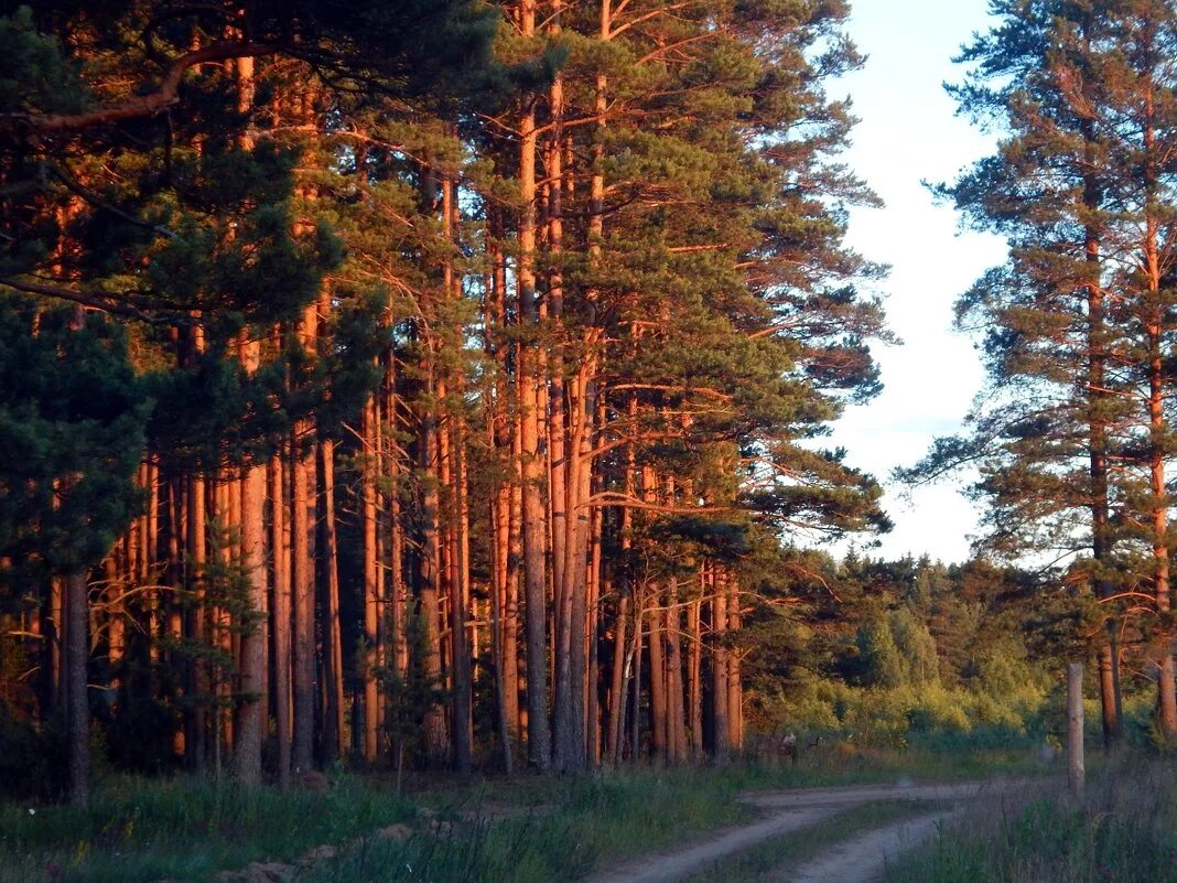 ночной лес. сосновый лес ночью. вечерний лес. закат в сосновом лесу. сосновый лес вечером.