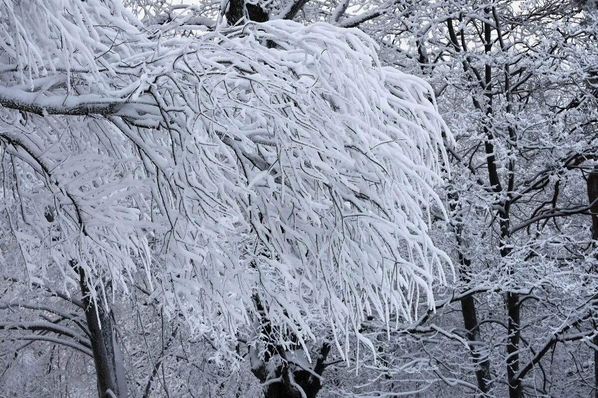 Кисти белой бахромой. Тесьма с бахромой. Иней на деревьях. Кисти белой бахромой. 2030 бахрома с кистями 115мм*25м (172) айрис.