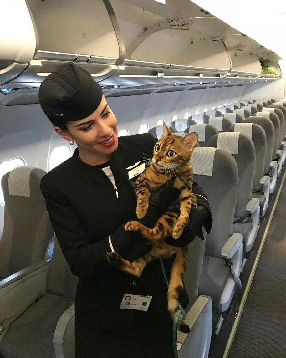 В самолет можно кот. Кот в самолете. Животные в салоне самолета. Кошка в салоне самолета. Питомец в самолете.