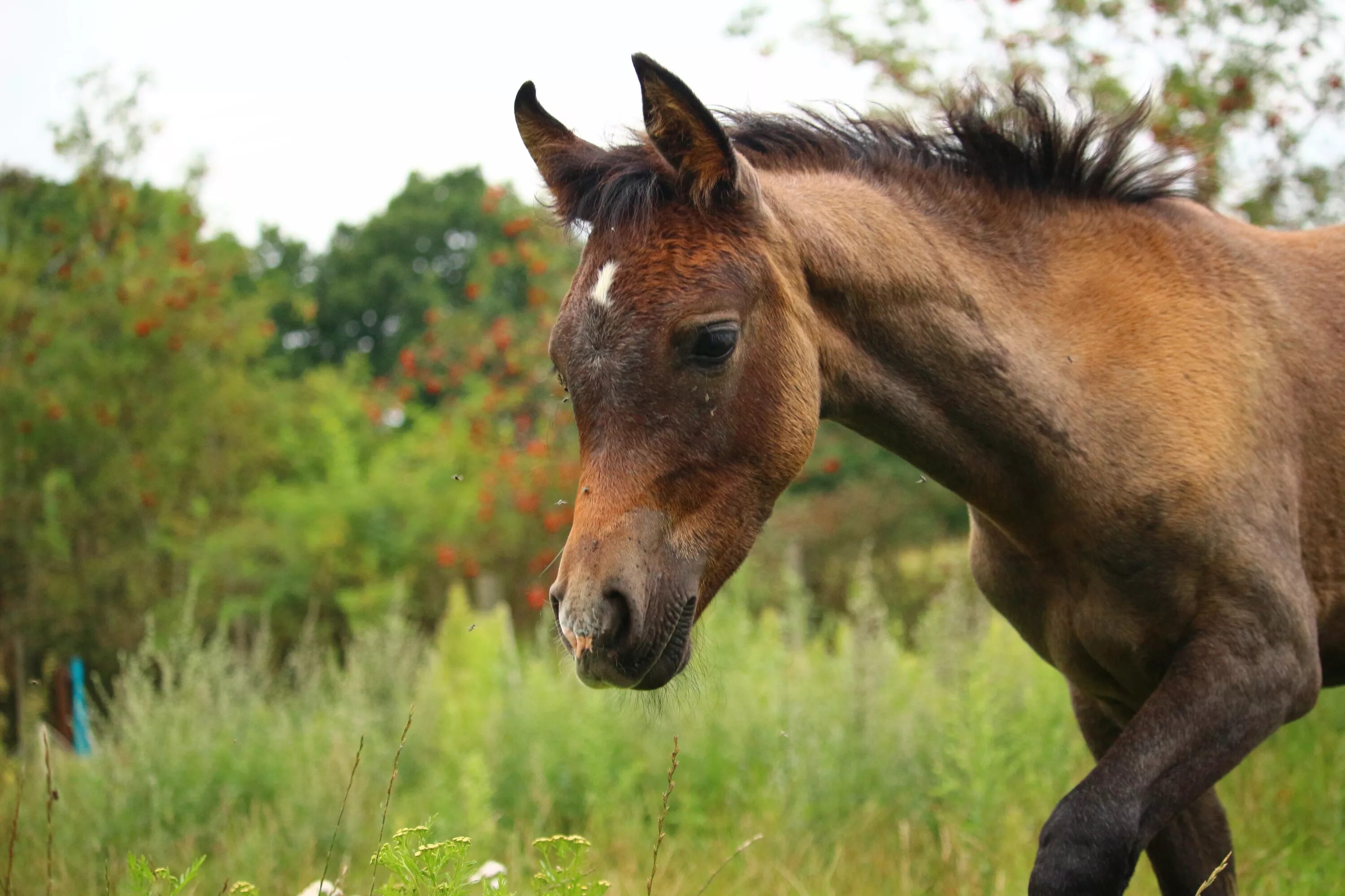 Млекопитающие животные лошадь. Лошадь thoroughbred foal. жеребенок морда. арабский жеребенок. голова лошади.