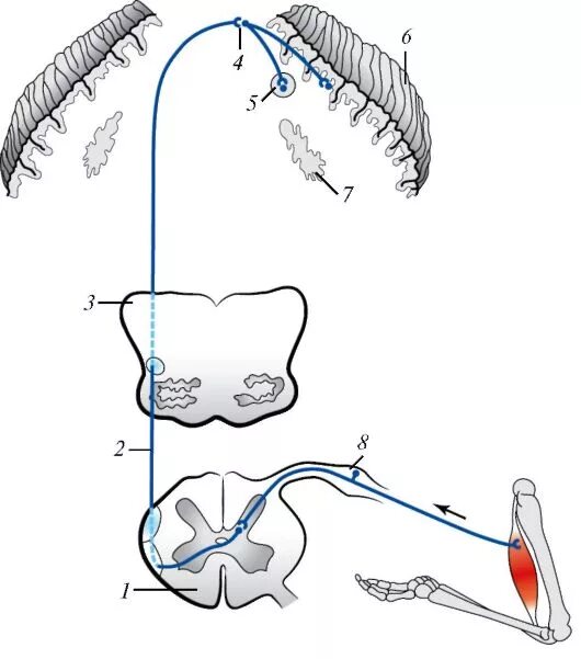 Спинно мозжечковый. Передний спинно-мозжечковый путь Говерса. Задний спинно-мозжечковый путь схема. Схема переднего мозжечкового пути. Задний спинно мозжечковый тракт.