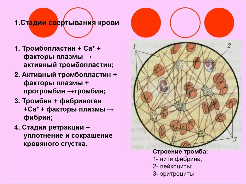 Свертывание крови группы крови. Тромбопластин. Фазы свертывания крови. Этапы свертывания крови. Процесс свертывания крови тромбопластин.