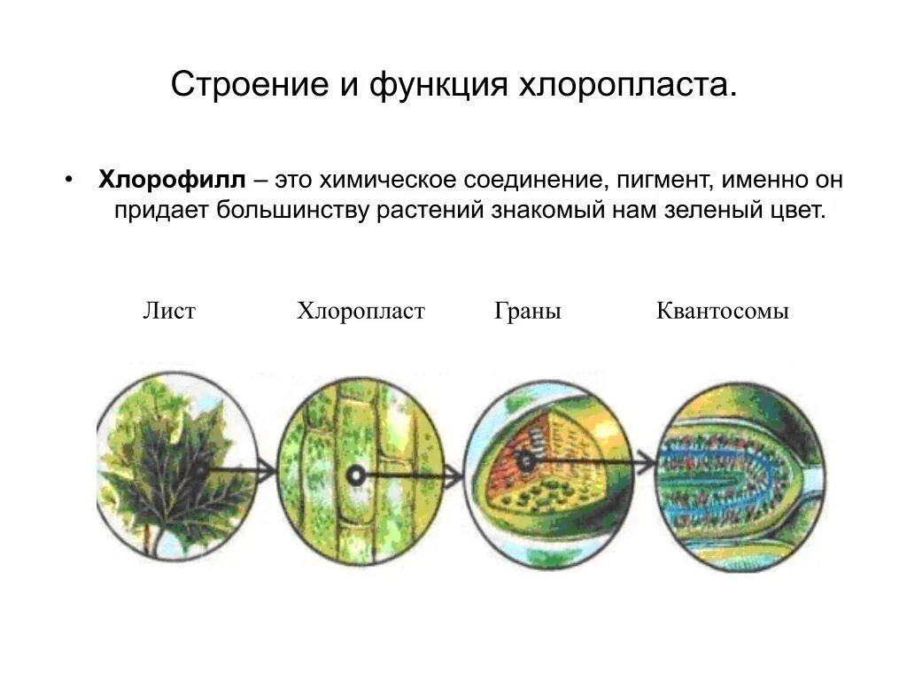 Хлорофилл выполняемая функция