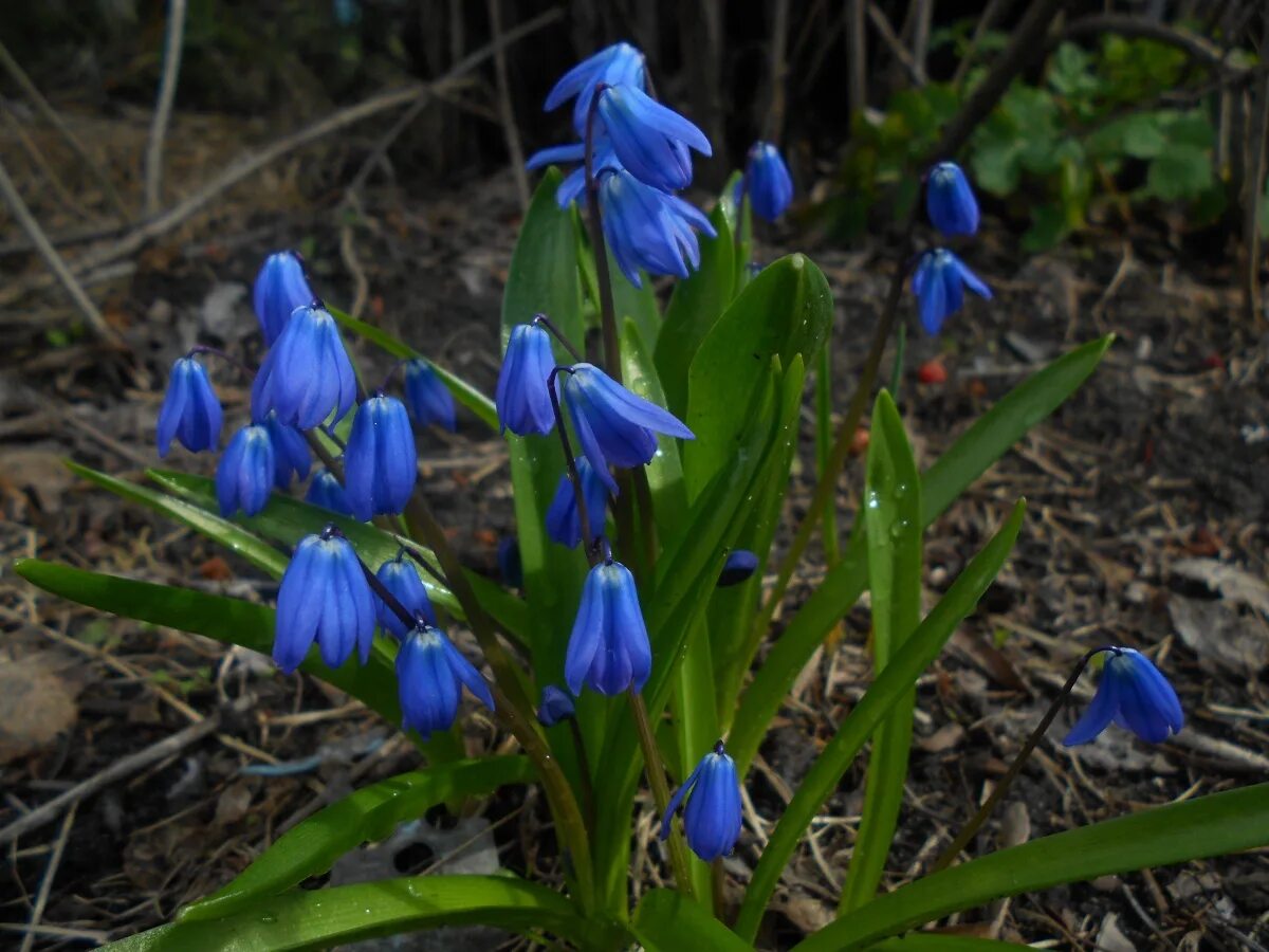 пролески и подснежники. первоцветы (подснежники, крокусы, гиацинты). первоцветы пролески. голубые подснежники. пролеска сцилла.