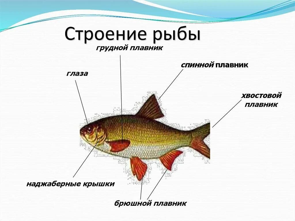 Особенности строения щуки. СТРЕОНИЕ РБВ. Строение рыбы. Внутреннее строение рыбы. Внешнее строение рыбы.