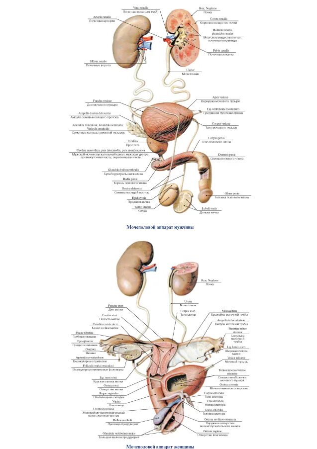 Мочевые органы мужчины. Мужская Мочеполовая система система. Строение мочеполового аппарата. Анатомия мужской мочеполовой системы. Атлас мужской мочеполовой системы.