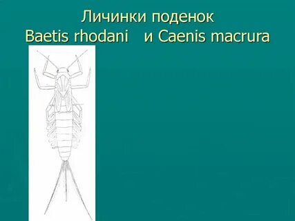 Пищевая цепь с личинкой поденки