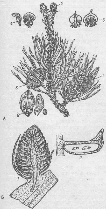 Чешуйка мужской шишки. Строение микростробилы сосны. Продольный срез шишки сосны обыкновенной. Продольный срез микростробилы сосны. Продольный разрез мужской шишки сосны.