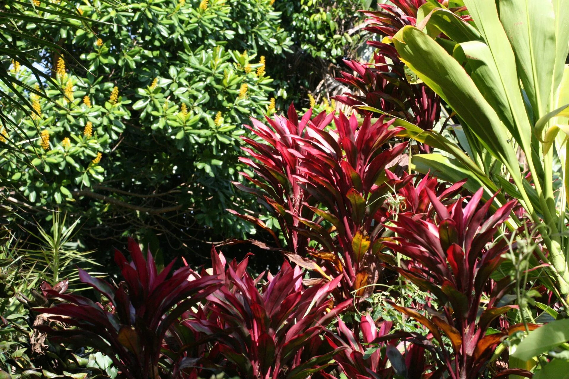 Коста Рика растения. Растения Коста Рики. Цветы Коста Рики. Растительность Коста Рики. Косты цветы