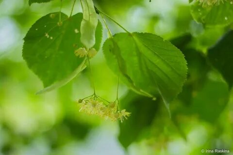 Tilia cordata komsta mini
