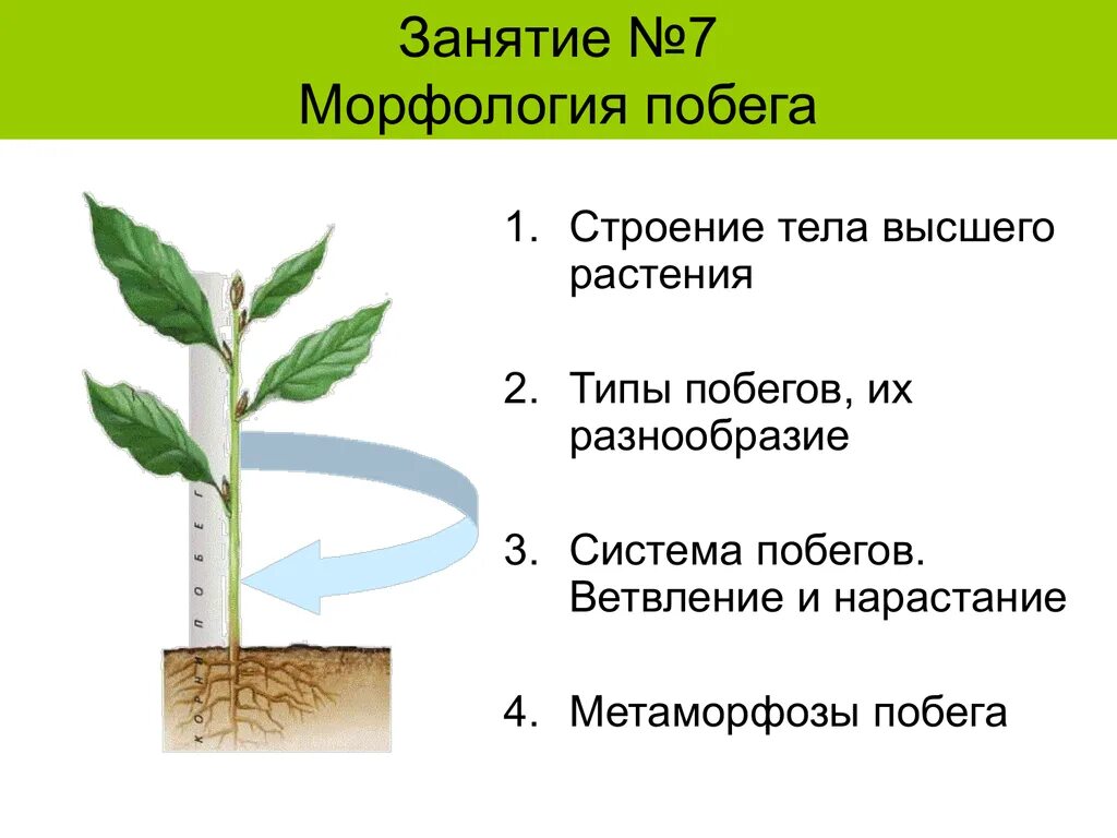 Два типа побегов. Морфологическое строение побега. Морфология побега растения. Побег. Морфология побега.. Занятие 7 морфология побега.