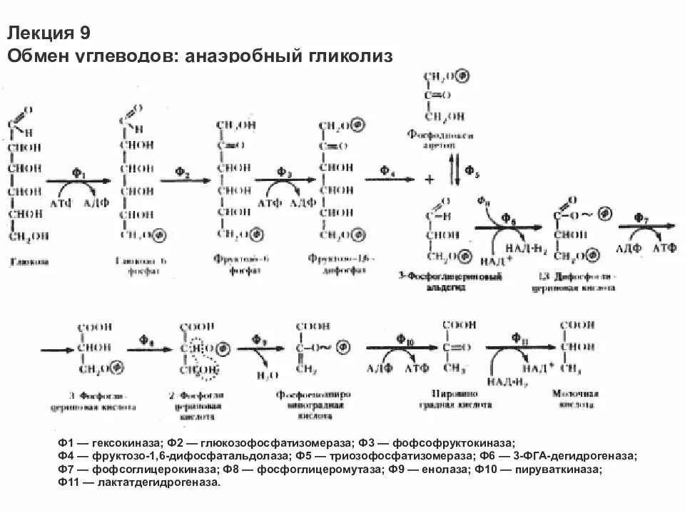 Гликолиз биохимия формулы анаэробный. Гликолиз аэробный и анаэробный в формулах. Аэробный гликолиз биохимия схема. Биохимическая реакция гликолиза. Последовательность процессов при окислении фруктозы