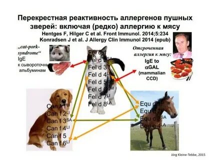 Аллергия на собаку отзывы