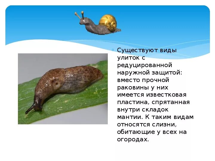 К какому классу относится слизень. К какому типу относятся улитки и слизни. улитки и слизни относятся к типу. улитки и слизняки относятся к какому типу. слизни относятся к классу.