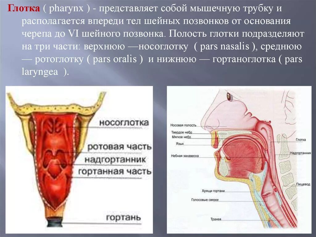 Строение носоглотки и ротоглотки человека.