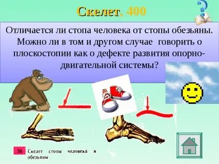 Стопа человека и шимпанзе
