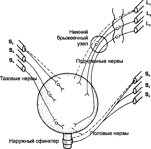 Рефлекторный мочевой пузырь. Вегетативная иннервация мочевого пузыря. Иннервация мочевого пузыря анатомия. Схема вегетативной иннервации мочевого пузыря. Рецепторы мочевого пузыря схема.