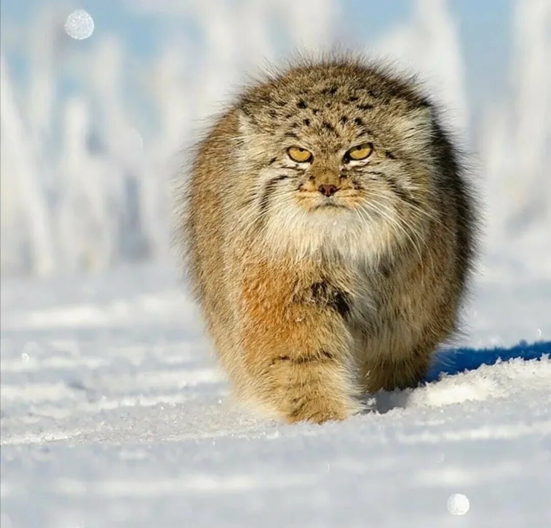 Манул Felis (Otocolobus) manul Pallas cat Katzenarten, Katzen, Tiere