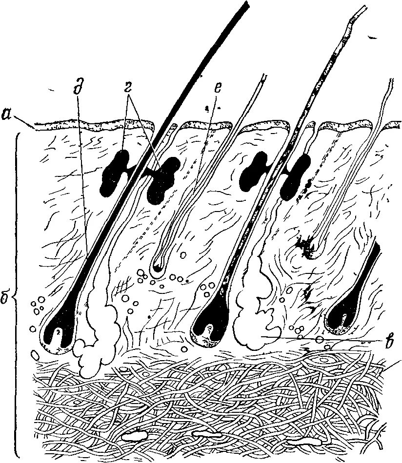 Корни волос расположены в. Строение кожи овец. Строение кожи овцы гистология. Строение волосяного фолликула.