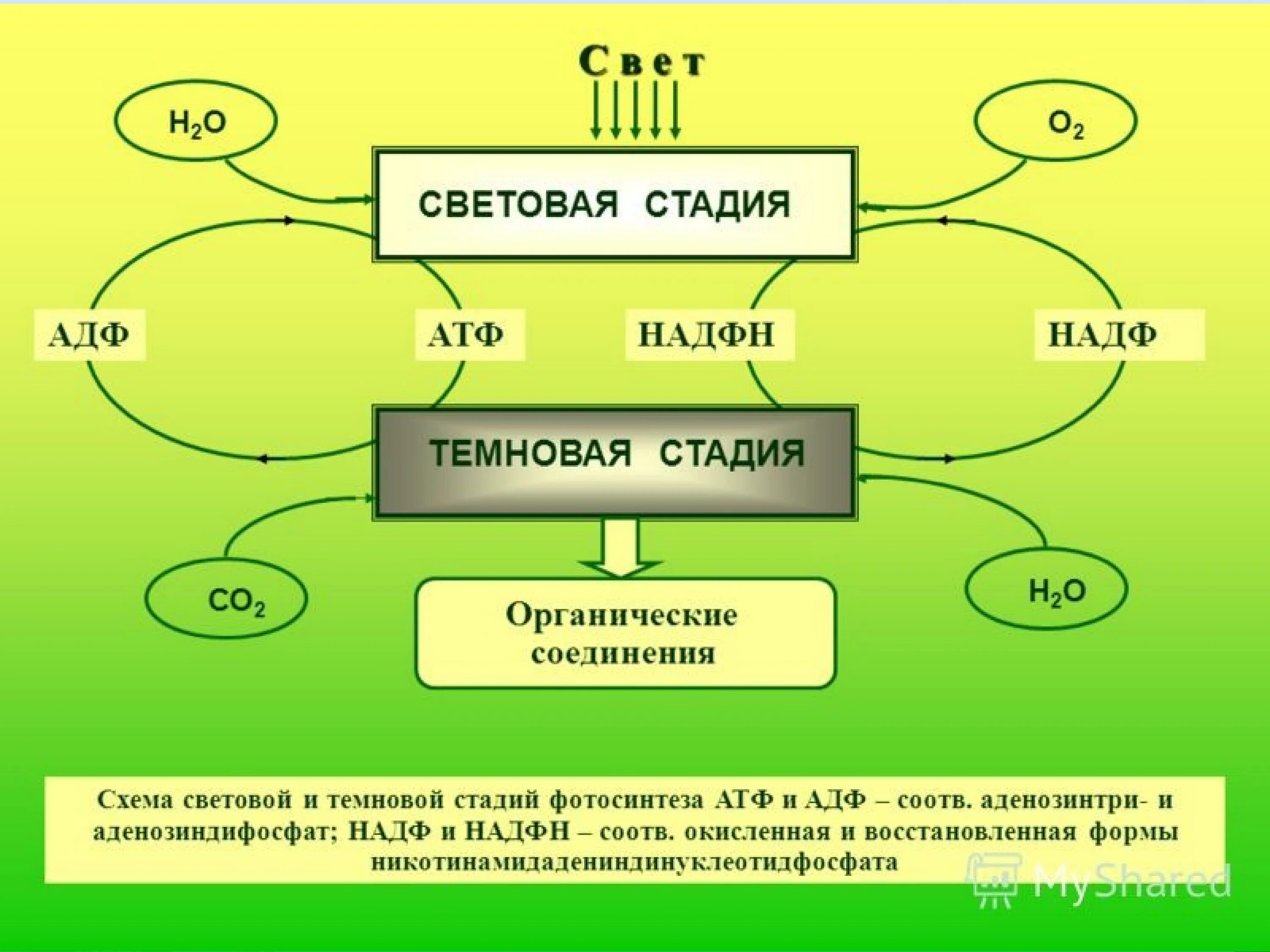Использование атф надф