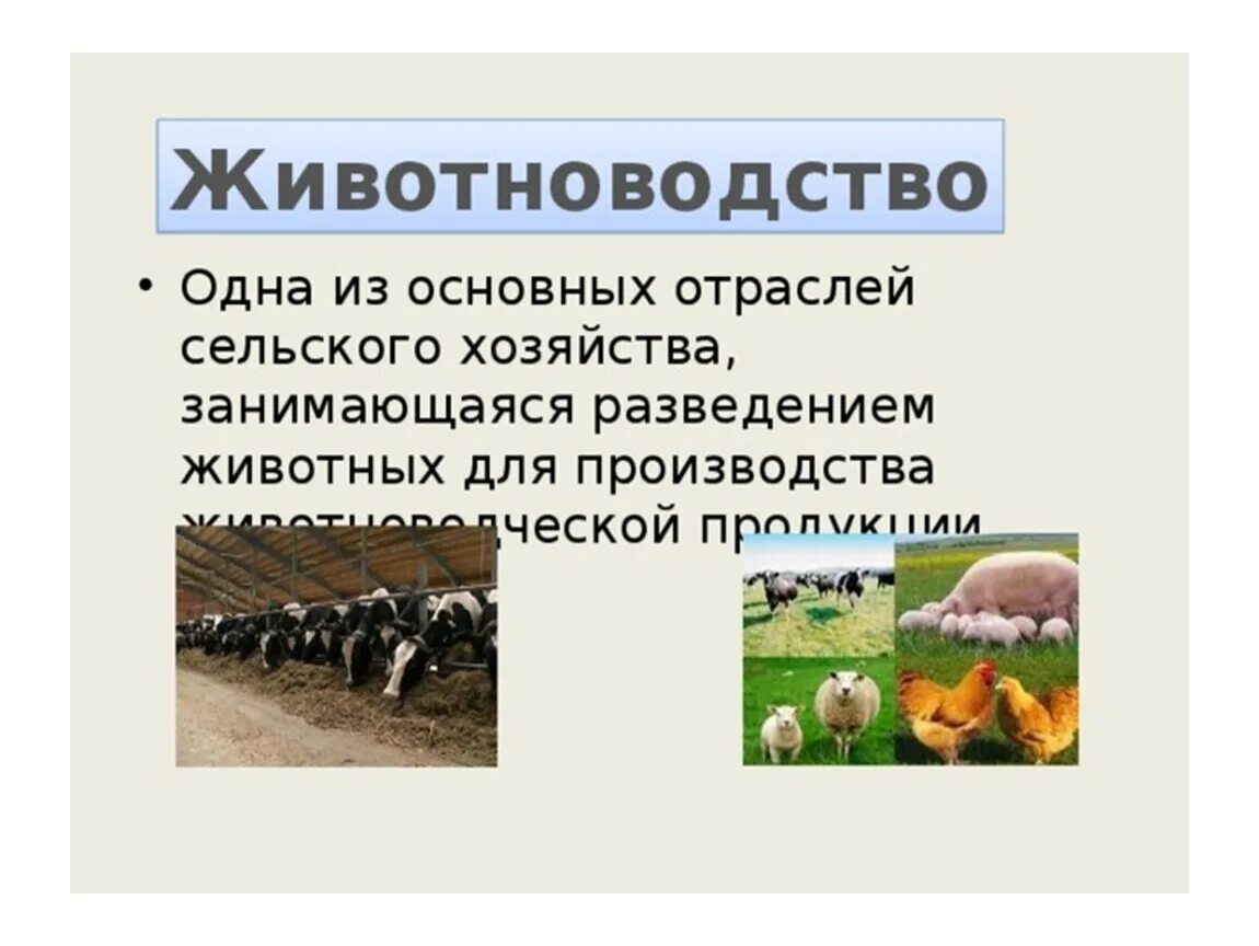 Сельскохозяйственные технологии 5 класс. Сельское хозяйство животноводство. Сельское хозяйство животноводство презентация. Животноводство слайд. Презентация по животноводству.