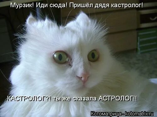 тебе сказал астролог песня. астрология на любовь и отношения. тебе сказал астролог песня. услуги астролога. ну вот барсик пришел дядя кастролог.