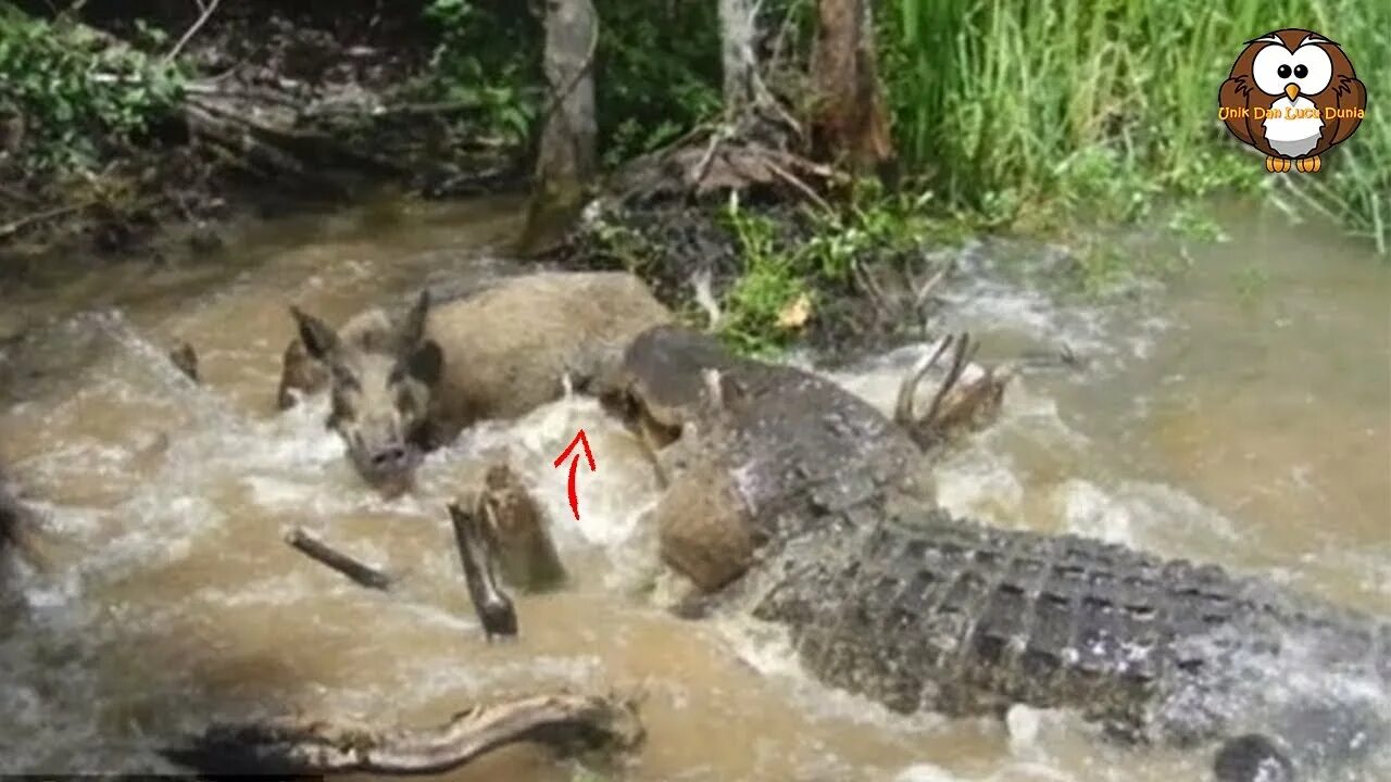 Кабан против крокодила. Крокодил свинья