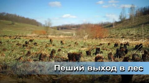 Лес выходы