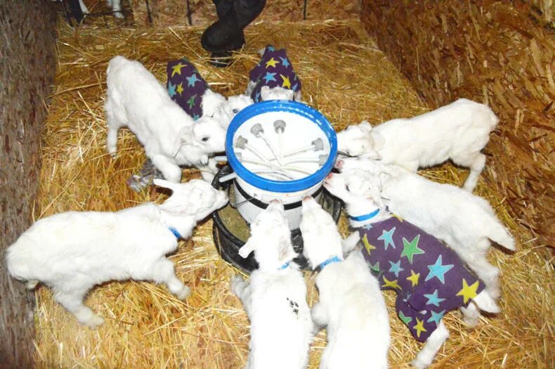 Кормление новорожденных козлят. Корм для коз. Вскармливание козлят. Козлятник для коз зимний. Козлятник для молочных коз.