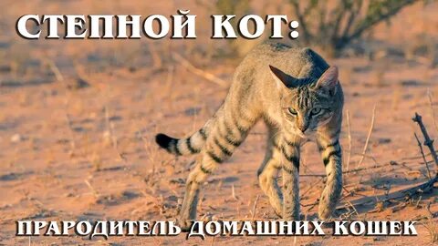Степном коте