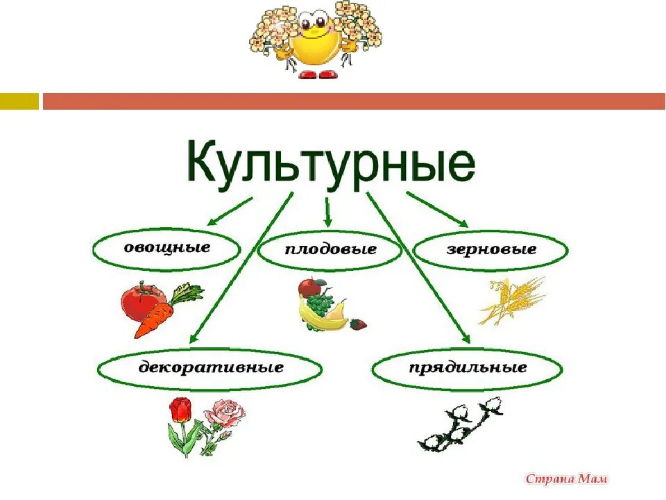 2 примера культурных растений. Культурные растения. Схема разнообразных культурных растений. Культурные растения схема. Разнообразие культурных растений.