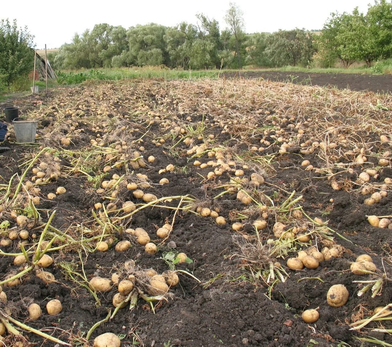 Вырастет ли картошка. Урожай картофеля. Всходы картофеля. Картошка в огороде. Картофель на грядке.