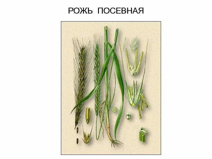 Рожь (Secale). Рожь посевная гербарий. Рожь посевная (Secale cereale l.. Рожь посевная схема. Жито корень