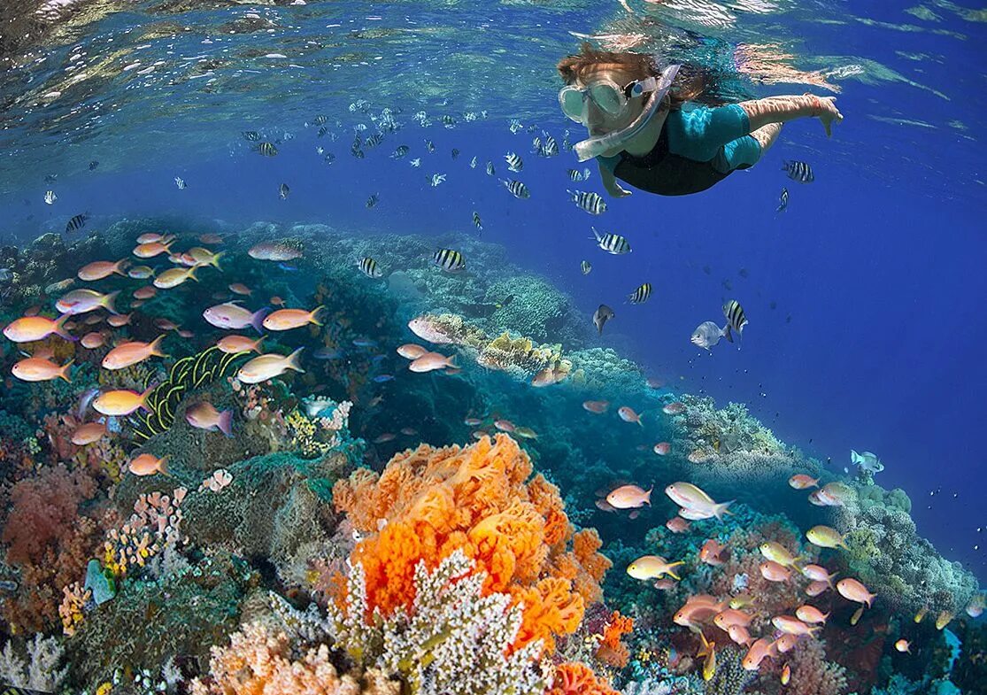 Риф Паланкар, Мексика. Косумель риф. Остров Косумель снорклинг. Снорклинг (Coral Reef).