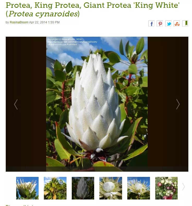 Цветок расцветает раз в год. Цветок Махамеру в Гималаях. Махамеру пушам. Protea cynaroides - протея артишоковая. Цветок который цветет раз в 400 лет.