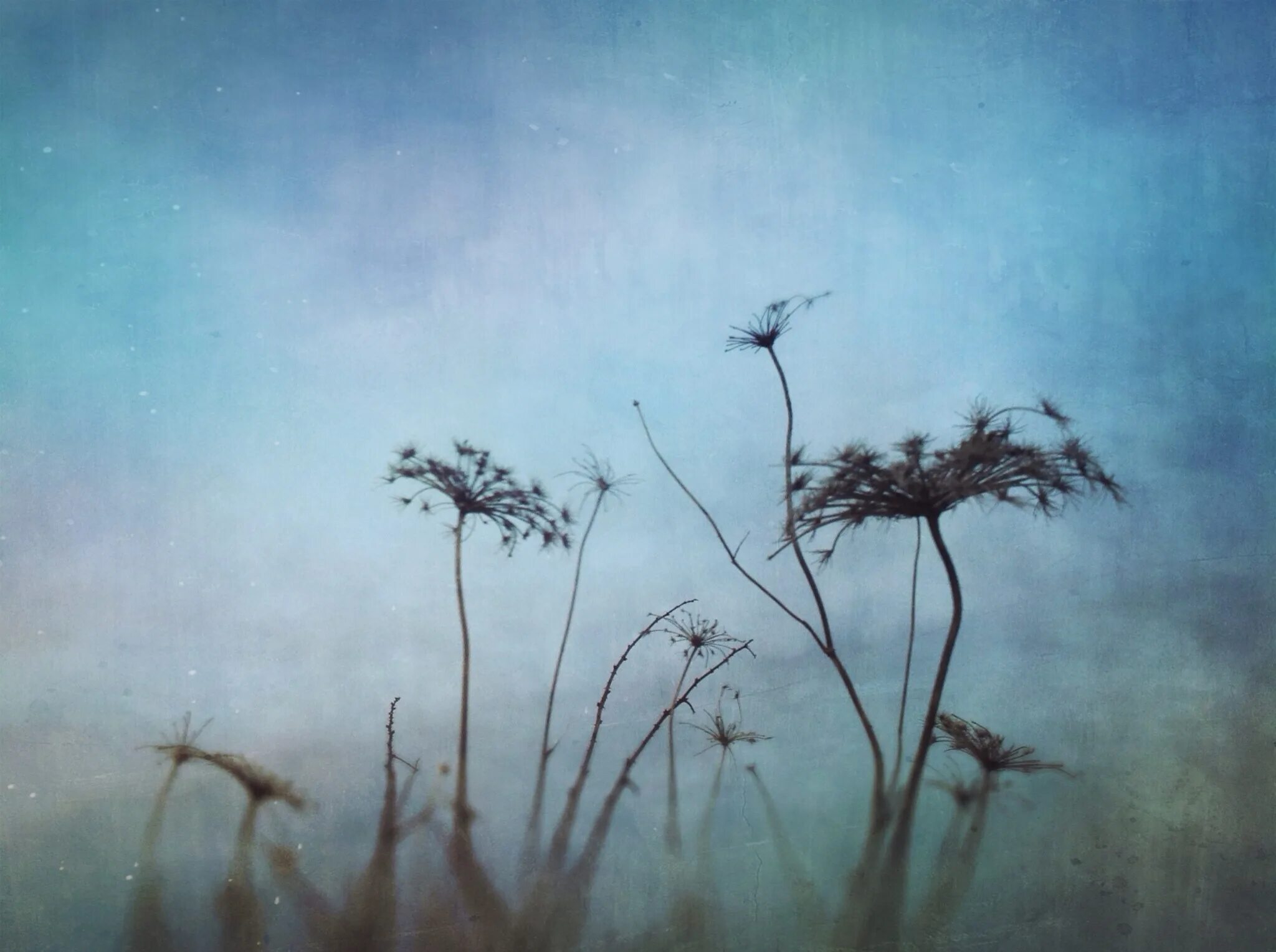 Полуночный нефрит геншин. Туманы цветы рядом с водой. Туманные цветы для дилюка. Геншин туманныq цветок. Туманные цветы genshin impact винокурня.