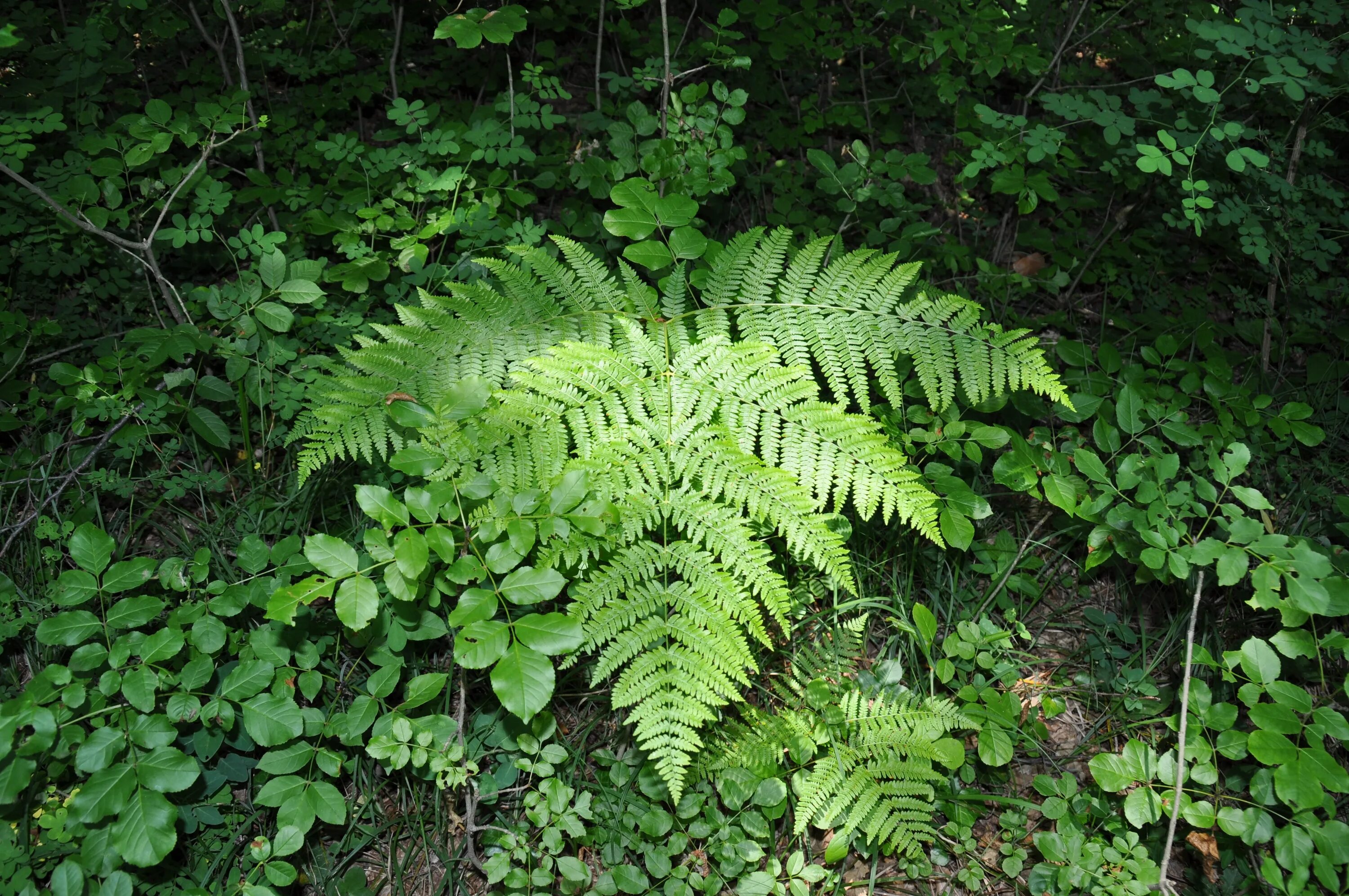 Free Images : flower, green, jungle, botany, garden, flora, vegetation, rainfore